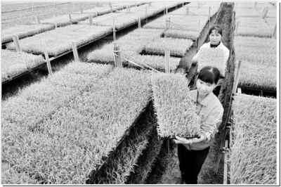 精准农业如何降低农业生产成本,如何提高农业种植的经济效益