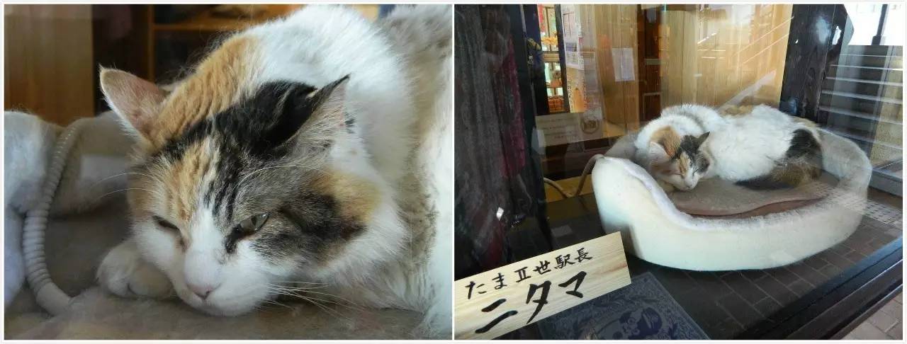 百万级帖主的“再度进击”|西日本,你不该错过这些