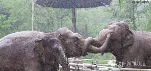 沈阳游玩攻略两天一夜带孩子,沈阳周末游玩好去处