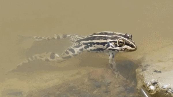 麦秸秆做的杯子安全吗,小麦秸秆杯子真的健康吗