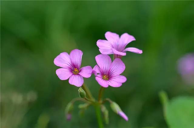 红花酢浆草和苜蓿草的区别,红花酢浆草植物简介