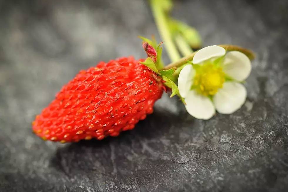 和草莓差不多的水果,哪些水果有别的名称呢