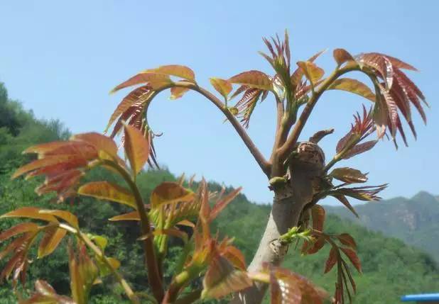 北京房山特产带回家必买清单,房山大山里的特产