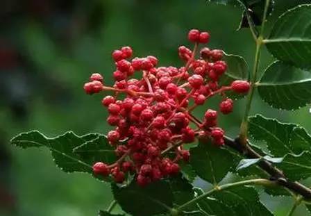 北京房山特产带回家必买清单,房山大山里的特产