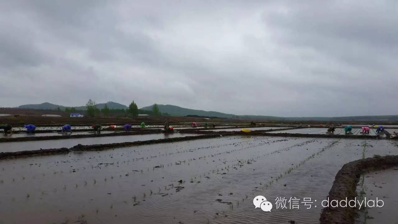 麦秸秆做的杯子安全吗,小麦秸秆杯子真的健康吗