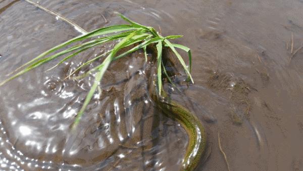 麦秸秆做的杯子安全吗,小麦秸秆杯子真的健康吗