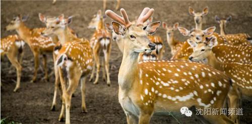 沈阳游玩攻略两天一夜带孩子,沈阳周末游玩好去处