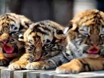 沈阳游玩攻略两天一夜带孩子,沈阳周末游玩好去处