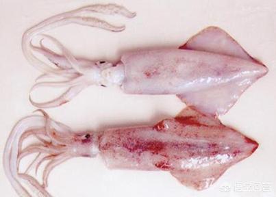 章鱼与鱿鱼的口感有什么区别,章鱼和鱿鱼吃起来的区别有哪些