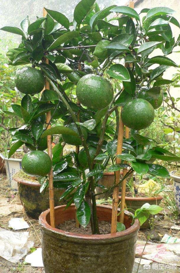 果树盆栽用什么土不烂根,果树盆栽用什么好养根