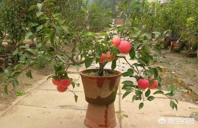 果树盆栽用什么土不烂根,果树盆栽用什么好养根