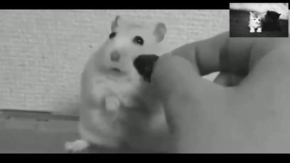 饿死事小面子事大,饿死事极小失节事极大谁说的