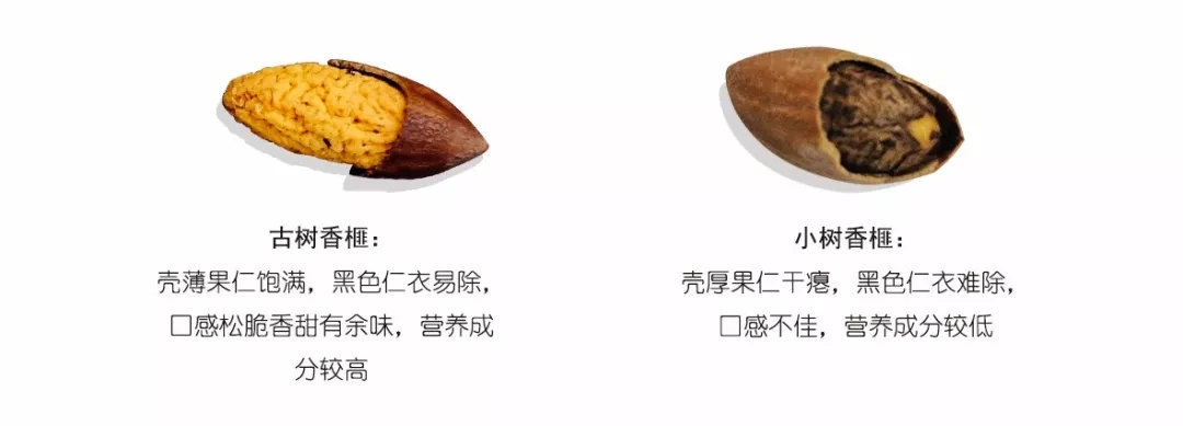 西施最爱的零食,恐龙时代已经存在,找遍整个中国才找到