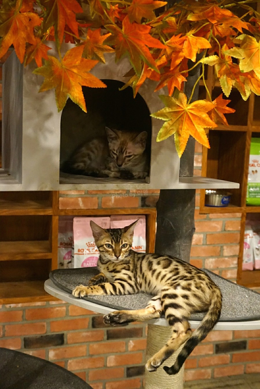 就连文艺女青年也找不到的史诗级咖啡店，因为它们真的藏在角落里