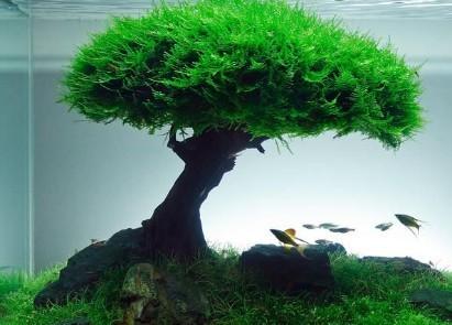 垂泪莫斯和三角莫斯火焰莫斯,莫斯水草球做法