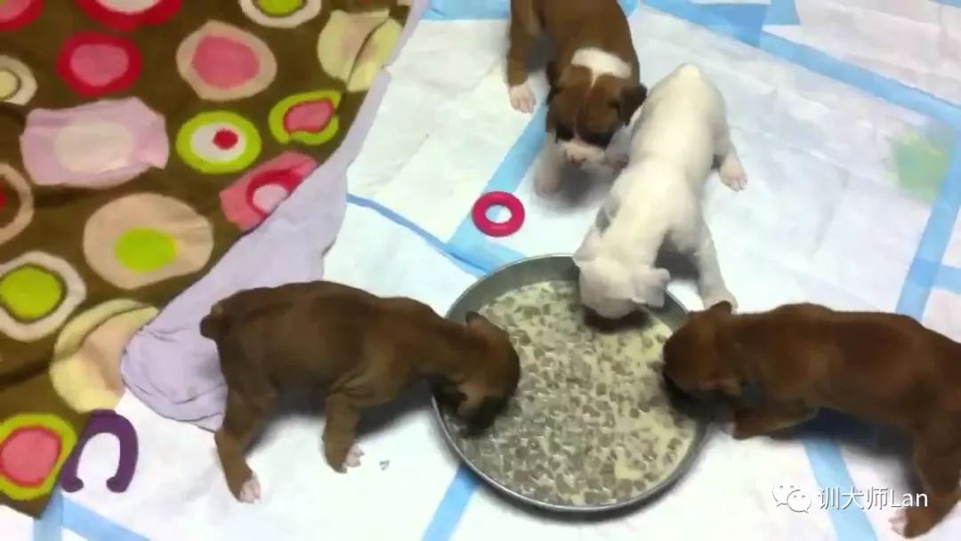 幼犬从出生到断奶管理和喂养,了解小狗的出生