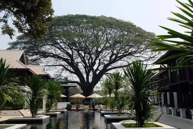 泰国山竹季节,泰国季节分为几季