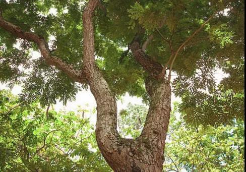 越南黄花梨的学名,海南黄花梨木中黄金之称