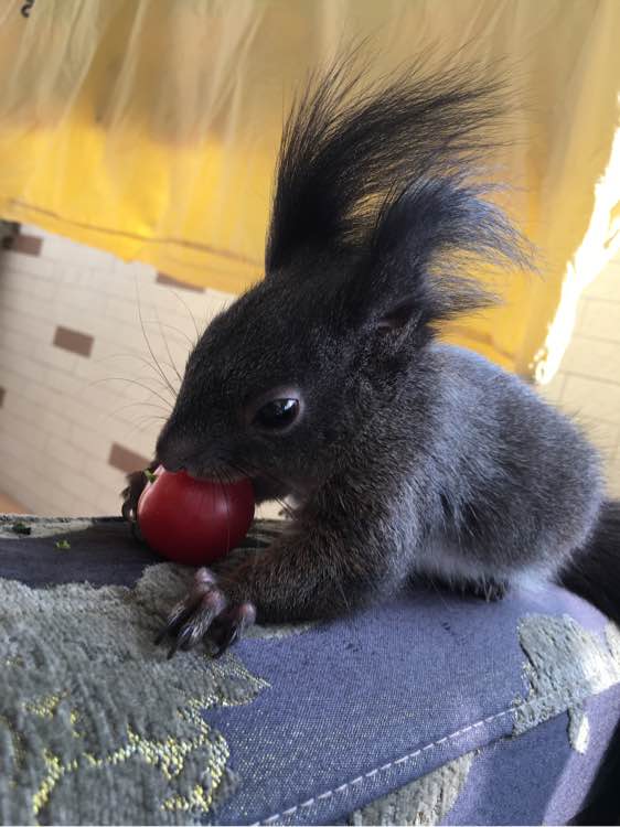 家里有个魔王,家里有只小魔王