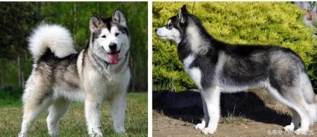 哈士奇西伯利亚雪橇犬,哈士奇真名叫做西伯利亚雪橇犬