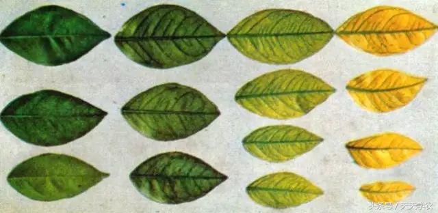 柑橘黄化不一定是缺素,引起柑橘黄化的原因有哪些