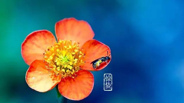 二十四节气惊蛰是哪一天,二十四节气惊蛰怎么画