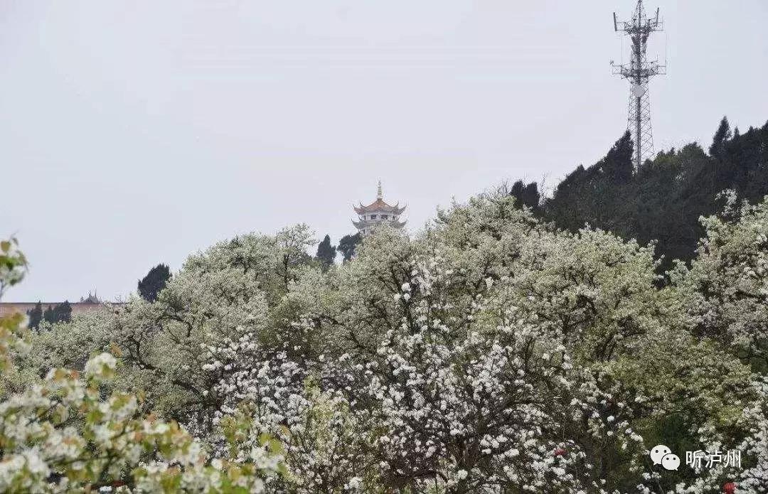 泸州春日赏花好去处,花开似海请收好泸州这份赏花秘籍