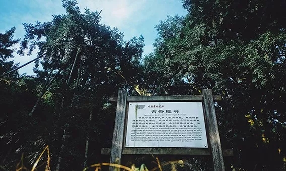 西施最爱的零食,恐龙时代已经存在,找遍整个中国才找到