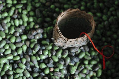 西施最爱的零食,恐龙时代已经存在,找遍整个中国才找到