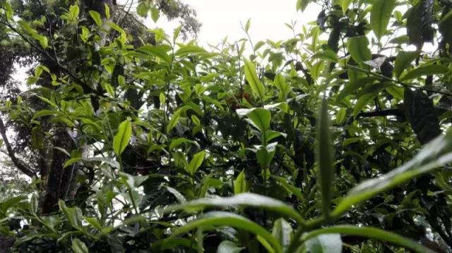 值得喝的几款普洱茶,七款普洱茶都很优秀