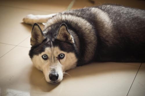 宠物狗拆家小能手是什么狗,盘点狗拆家能手