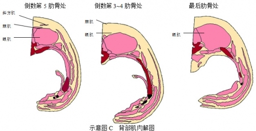 强烈安利视频大全,墙裂安利种草系列