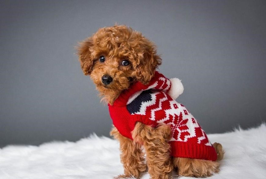 十二星座命中注定星座伴侣是谁,十二星座对应的宠物