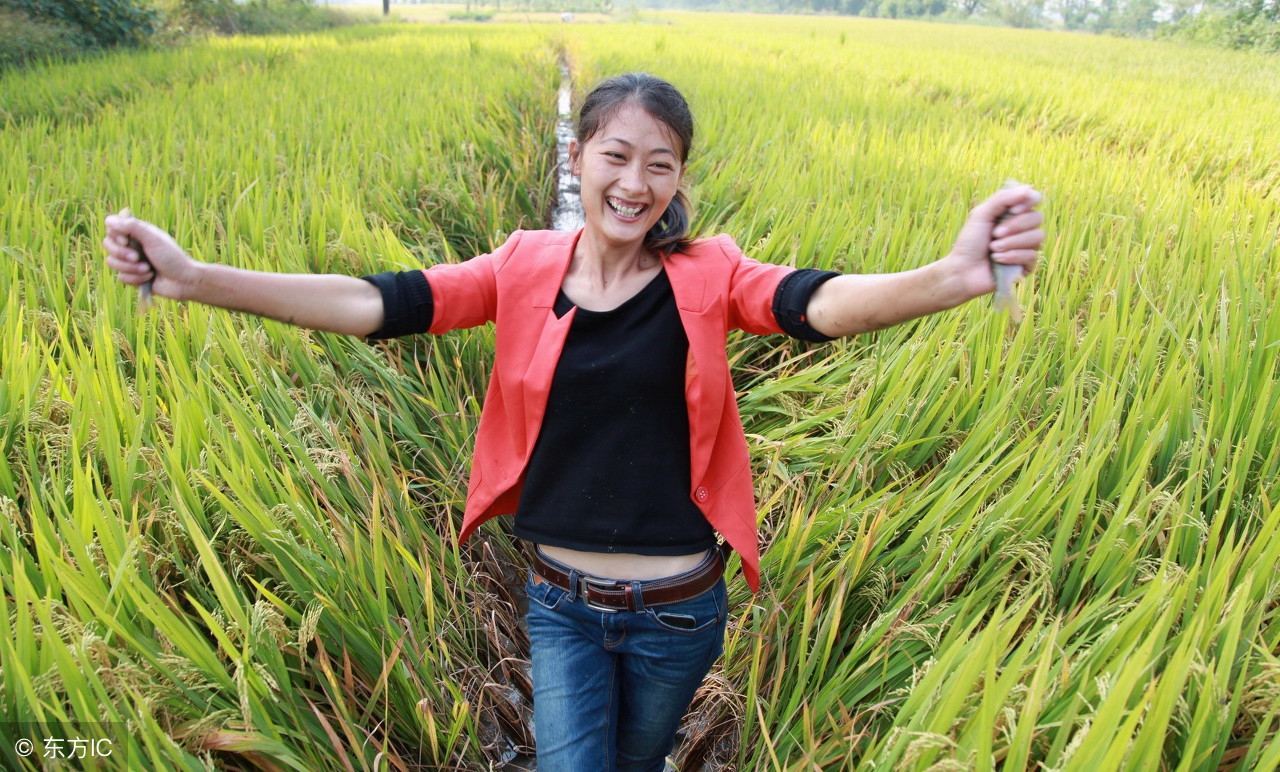 稻田养黄鳝一亩田要多少苗,稻田养殖黄鳝怎么收稻