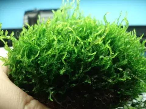 垂泪莫斯和三角莫斯火焰莫斯,莫斯水草球做法