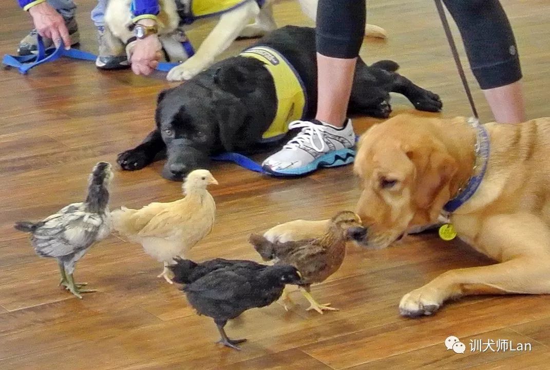 狗狗爱打架怎么纠正,狗狗经常和玩具吵架