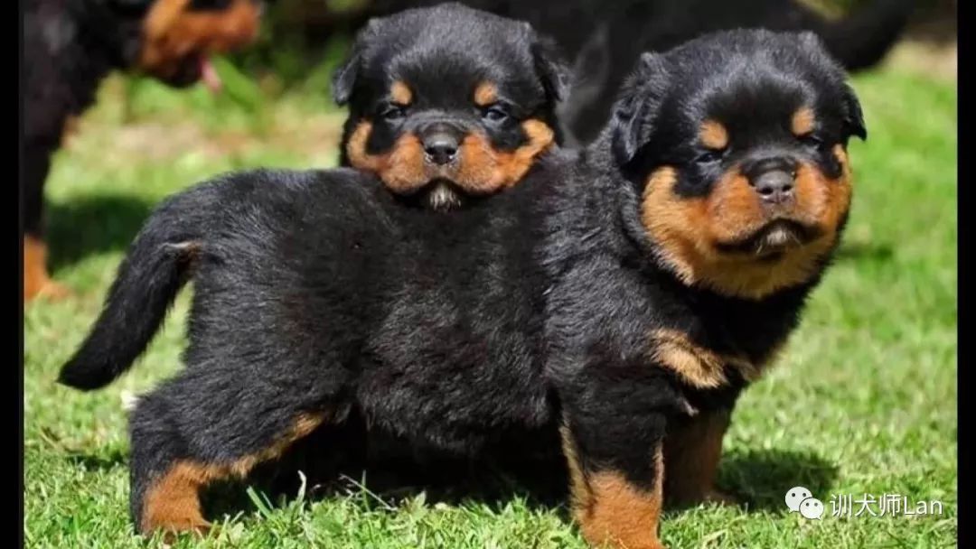 任劳任怨的工作犬，慢热谨慎的肌肉男——罗威纳犬