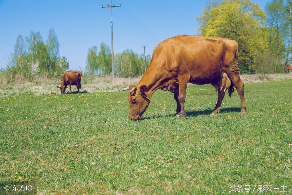 母牛为何屡配不孕，如何治疗母牛屡配不孕