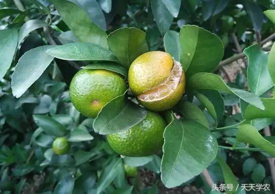 柑橘黄化不一定是缺素,引起柑橘黄化的原因有哪些