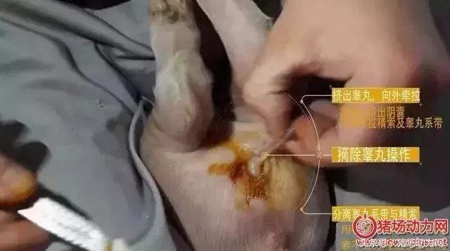 阉仔猪要打什么针,仔猪阉猪手术的过程流血怎么办呢