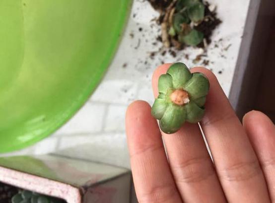 多肉玉露把主根剪了怎么办,多肉蓝镜玉露烂根