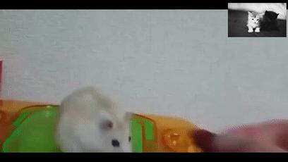 饿死事小面子事大,饿死事极小失节事极大谁说的