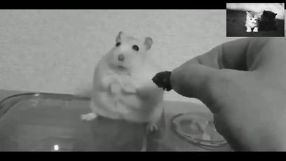 饿死事小面子事大,饿死事极小失节事极大谁说的