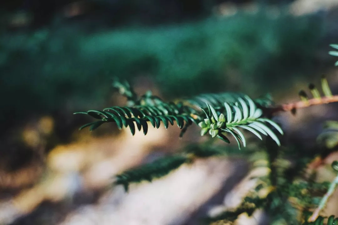西施最爱的零食,恐龙时代已经存在,找遍整个中国才找到