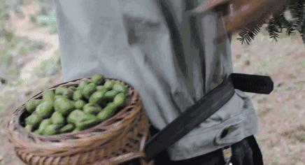 西施最爱的零食,恐龙时代已经存在,找遍整个中国才找到