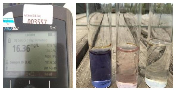 河蟹气泡病症状,河蟹气泡病怎么预防