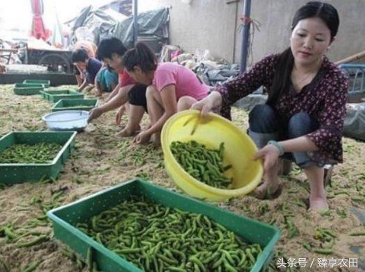 农村田里的吸血害虫,农村常见害虫200元一斤