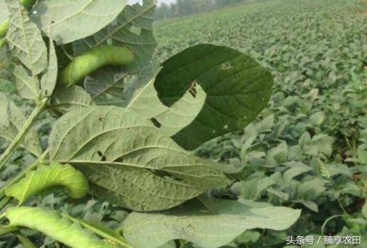 农村田里的吸血害虫,农村常见害虫200元一斤