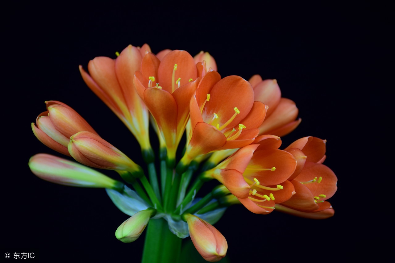 来一盆君子兰,君子兰的养法