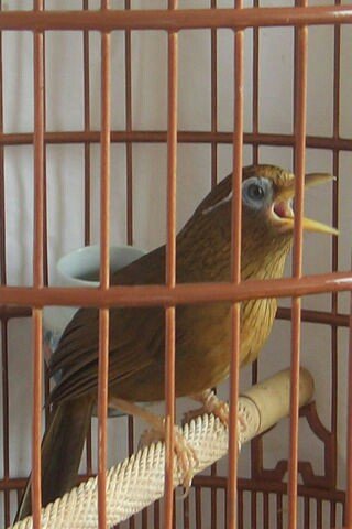 画眉鸟叫声音大全,画眉鸟公叫和母叫